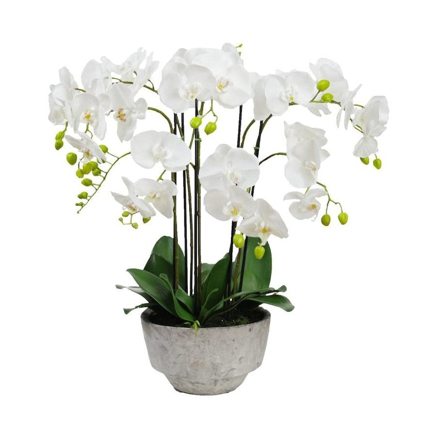 Orchid in Ceramic White Bowl