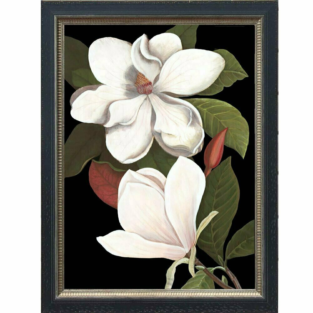 Black Botanical Magnolia "6"