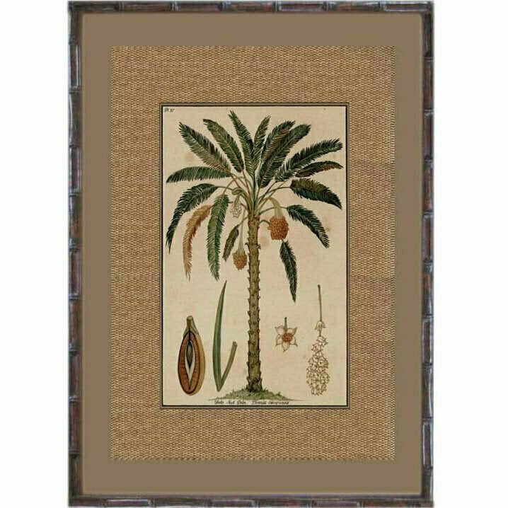Date Palm Rattan Art Print