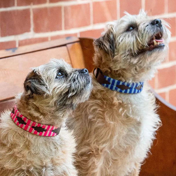 Polo Collar - Bluey MED