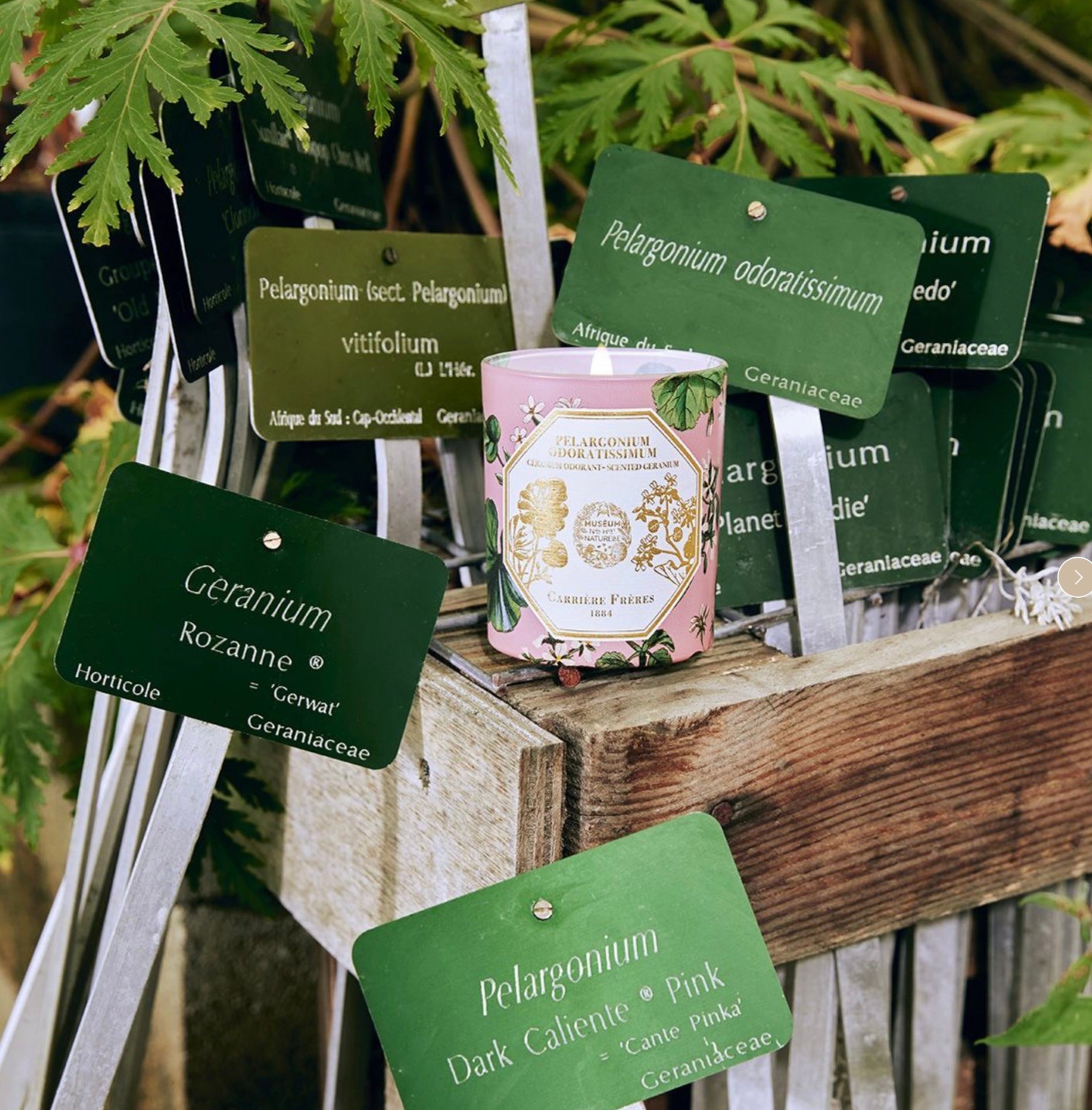 Carriere Freres Museum Geranium Candle