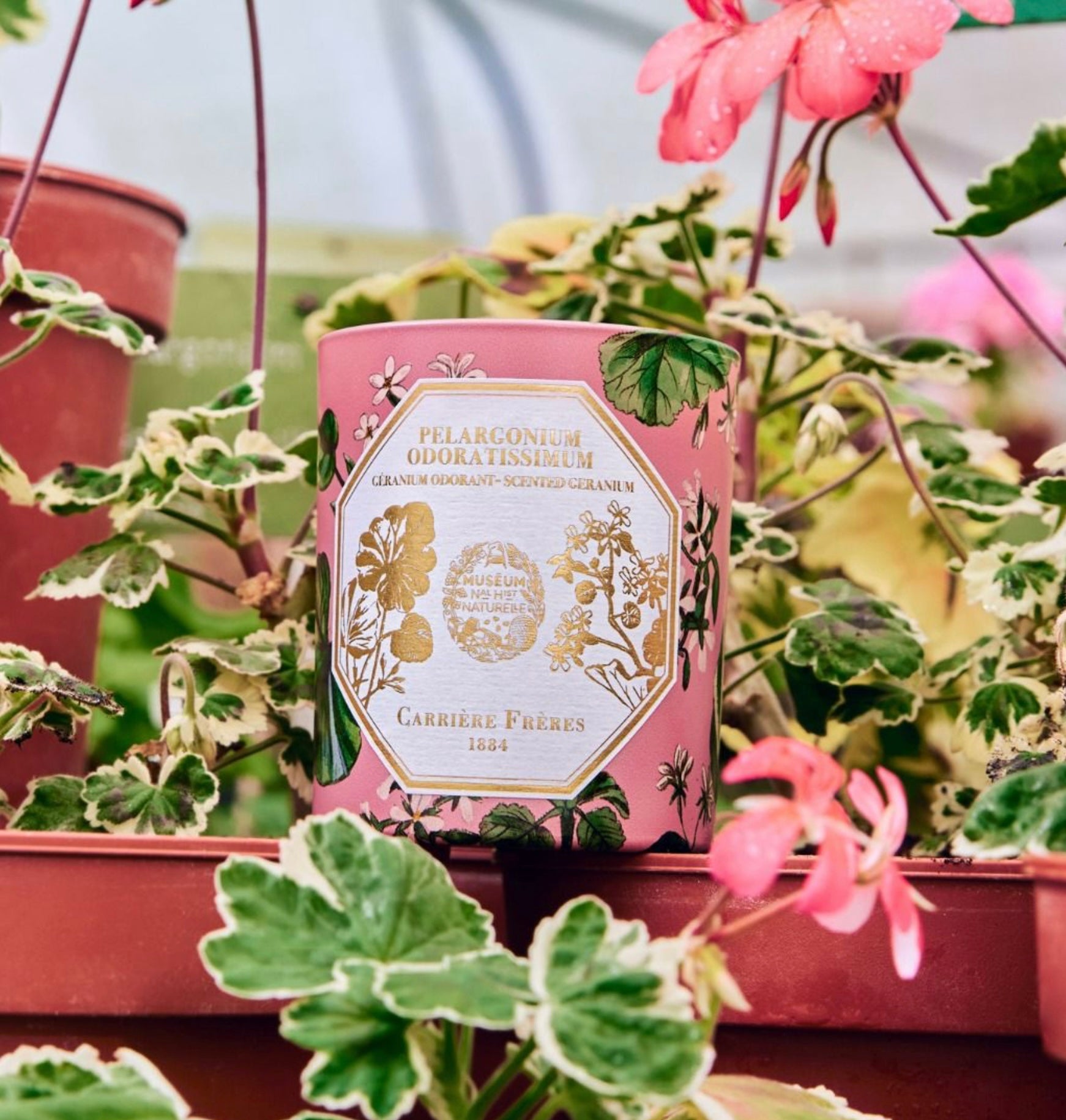 Carriere Freres Museum Geranium Candle