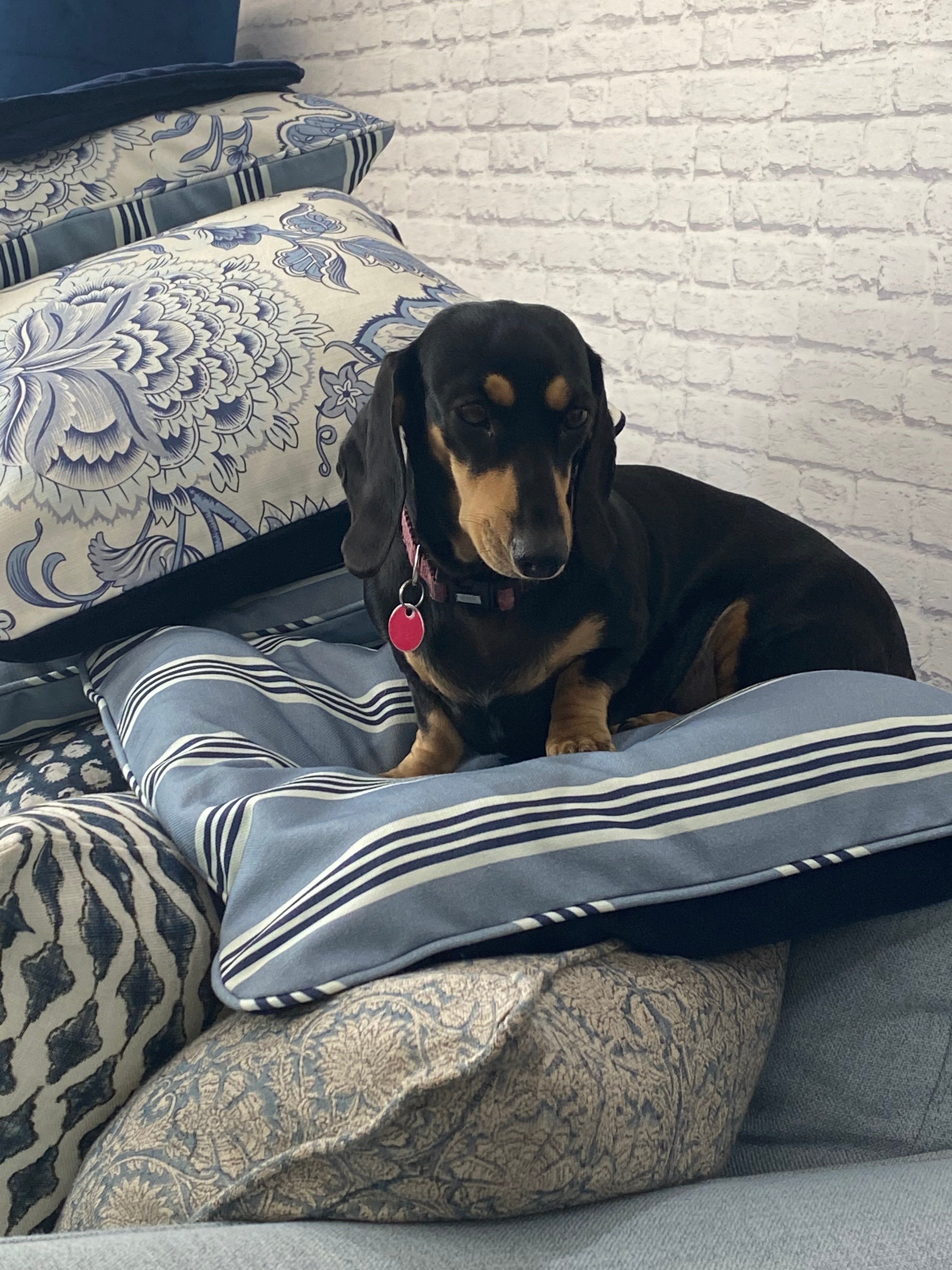 Pet Accessories