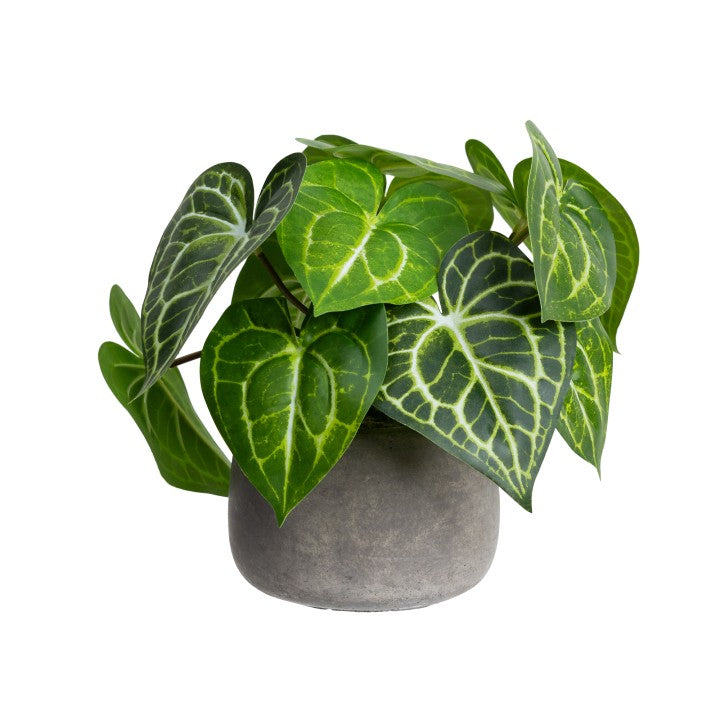 Faux Caladium in Pot 30cm