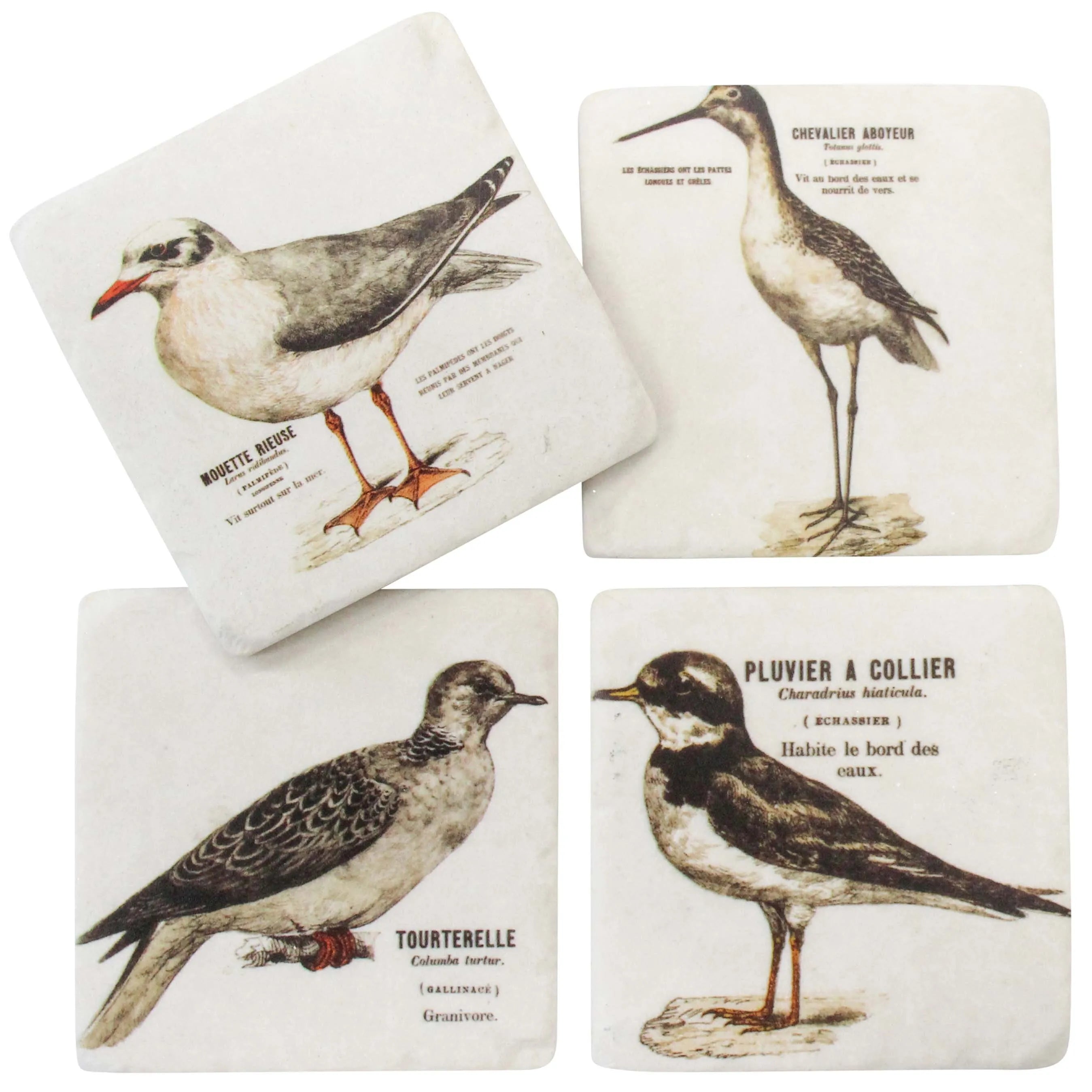 Coasters Set of 4 - Seabirds