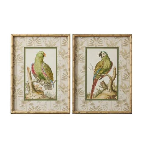 Two framed illustrations of parrots on a white background