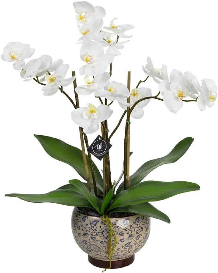 Orchid in Hampton Bowl